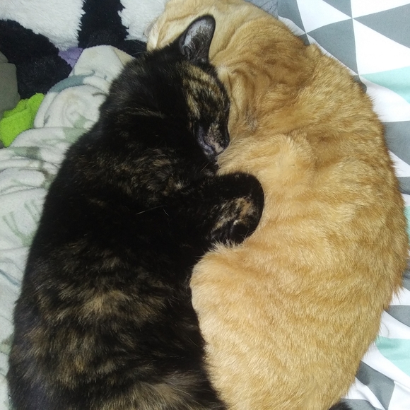 Meet your Posher, Taz - Picture 4 of 12